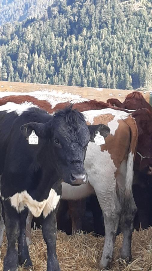 Wiesingbauer Saalfelden Екстериор снимка